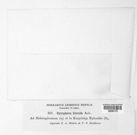 Umbilicaria hirsuta image